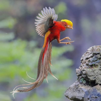 Red Phoenix Firebird Chinese Golden Pheasant (Chrysolophus pictus)
